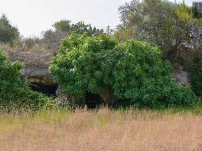 Voltando lo sguardo a sinistra riusciamo invece a intravedere, oltre le fronde di due alberi di fico...